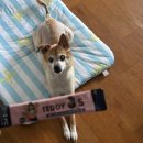 s-11 | 강아지피부영양제 810FC TEDDY8-S 급여 후기 11살 믹스견 피부케어 시작했어요