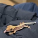 잠실환경노동조합 | 송파 잠실 파충류샵 슬로우서울 크레스티드게코 분양받은 후기🦎