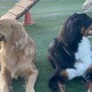 고쳐줄개 이미지