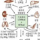 신진대사 뜻 촉진 방법 이미지