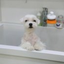 도담도담펫살롱 이미지