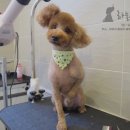 초코네 애견샵 이미지