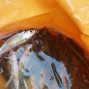 미산분교 캠핑장 이미지