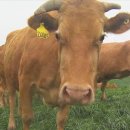 청정도래덕목장 이미지