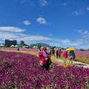 10월 철원 고석정 꽃밭 축제 1 이미지