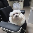 보키쌀롱