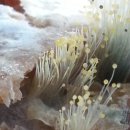 메주꽃이랑 이미지