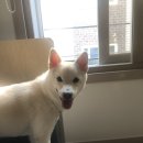 멍멍한끼 이미지