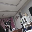 전가미가 | 여행일기 쓰기 귀찮아서 미루고 쓰는 뮤지컬 처돌이의 일상글 (부제 - 조로와의 이별 )