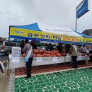 합천양파 이미지