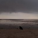 러블리펫 이미지