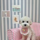 프롬율무 이미지