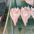 묵호어판장 이미지