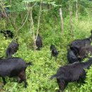 천안오골계농장 이미지