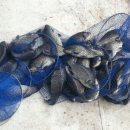 형제낚시터 이미지