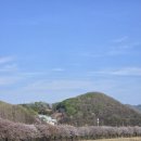 배꽃피는마을민박 | [공지] 파평 밤고지마을 실시간 벚꽃상황(4월16일) 주말 벚꽃나들이가면 아쉬울것 같은...