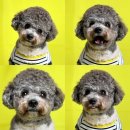 해들유치원 앞 | 하남 미사[퍼시독]애견유치원 “전문 트레이너 상주” 더 자세한 프로그램,활동 편