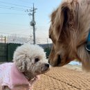 숲속댕토리애견유치원 이미지