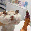 (주)세루 | 랭디 일본어 lv6/15/그리 싫다는 얼굴은 아니던데.