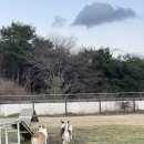 정자 반려견 이미지