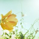 Dear Home 네이버블로그