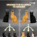 orange fur 고양이는 대개가 수컷 이미지