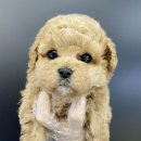 야옹아멍멍해봐 이미지