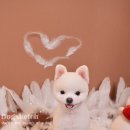 둘리애견미용샵 이미지