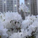 갈매천변 이미지