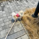 푸른힐동물병원 | 강아지 광견병 예방접종, 꼭 맞아야 할까요?｜푸른힐동물병원