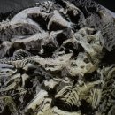 우석헌자연사박물관 이미지