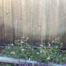 풍요의 정원 이미지