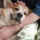 온유동물병원 이미지