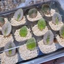 칠리농장 이미지