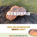 한경농가주부모임영농조합법인 | [배송] 이번 설날 가족선물은 이거! 제주마을기업몰 제주돌담호박즙