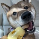 (주)노즈워크 | 강아지 오뚜기 레몬닭다리 노즈워크 장난감 후기