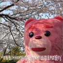 영등포좋은나무 | 영등포 여의도 봄꽃축제 윤중로벚꽃길 개화상황 : 4/4 방문후기, 지금 만개 절정!