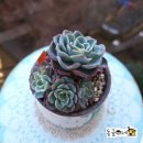 원종화장품 이미지