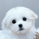 미유펫 강아지고양이 수원점 | 수원고양이분양 안전한 분양샵 독스캣 강아지분양 입양 고양이분양 수원점 추천 후기