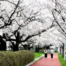 군산월명체육관 벚꽃 이미지