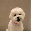 트리밍807 이미지