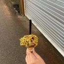 광장시장 맛집 추천 💛 [박가네 빈대떡] 후기
