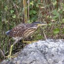 해오라기 이미지