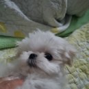 꽃개애견미용 이미지