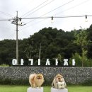 아기애견 이미지