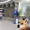 샤인아이안과동물병원 이미지