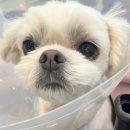 조규만외과동물병원 이미지