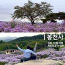 봉천사 | 경북 여행 봉천사 데이트 10월 개미취꽃 가을 나들이 솔직 후기