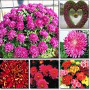 오늘 10월 1일의 꽃말은 -- 빨강 국화 (Chrysanthemum) -- 입니다 이미지