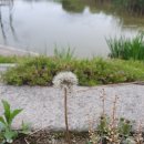 민들레경로당 이미지